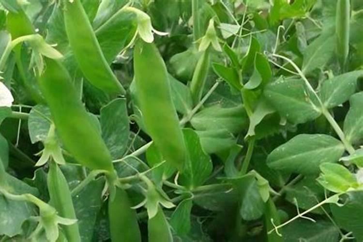 菜豌豆如何栽培？