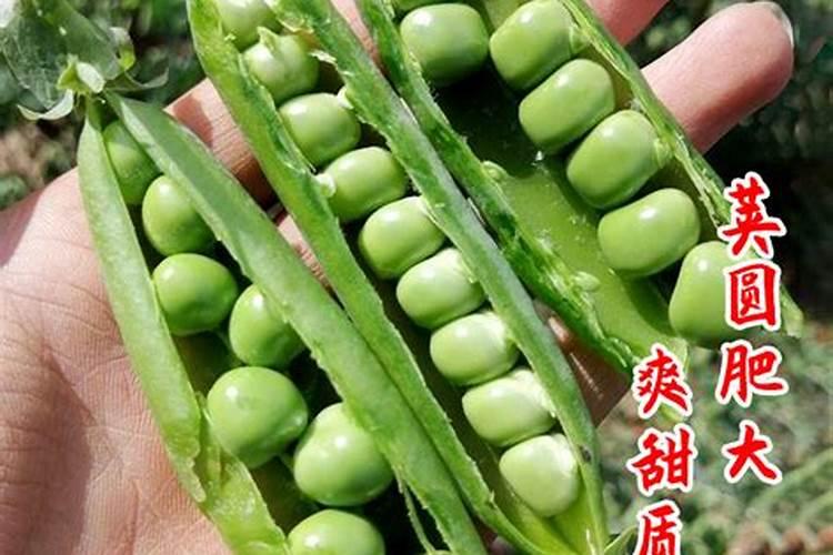 菜豌豆如何栽培？