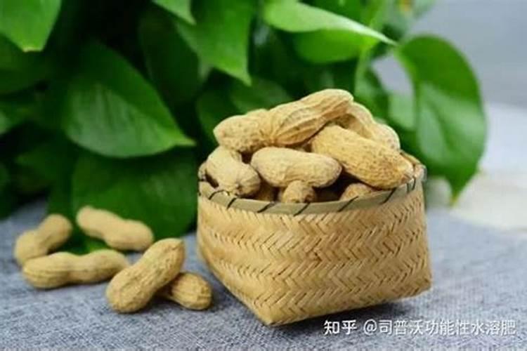 兰花用什么花肥好？