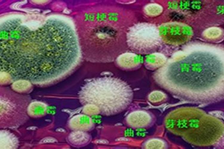 水果很甜是打甜蜜素吗