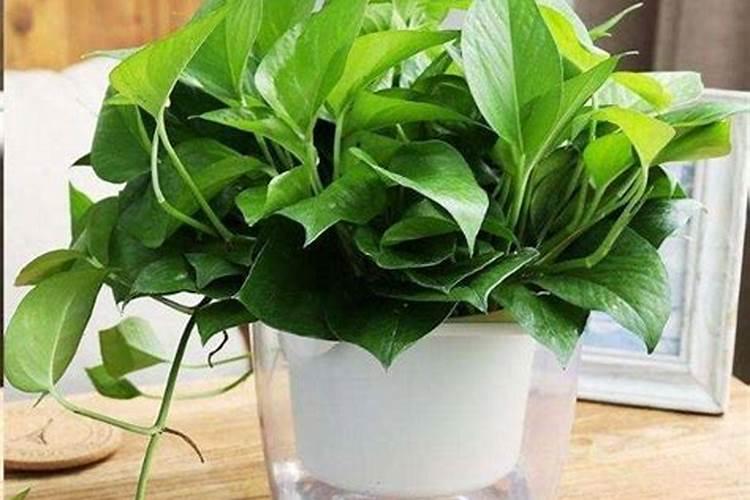水培绿萝加什么肥料