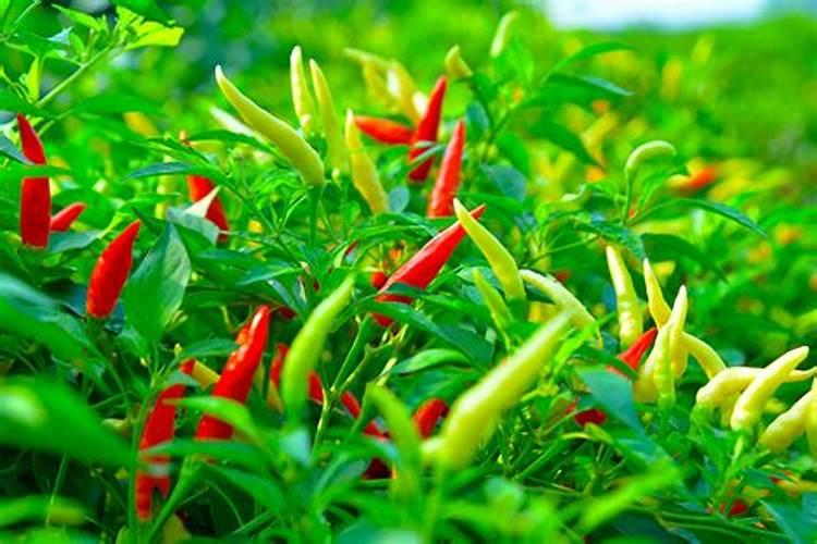 跪求海南槟榔反季节种植详细技术及方法
