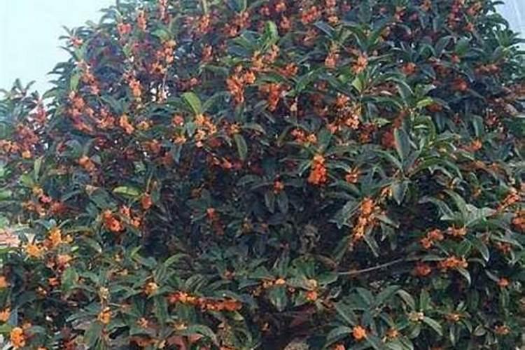 什么牌子的锂电电动车好,锂电电动车十大品牌排名是什么？