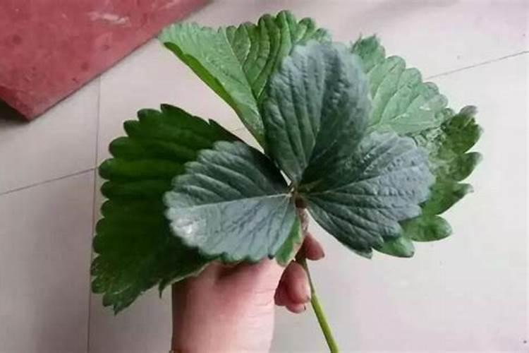 氮肥的缺乏和过量对草莓有什么危害