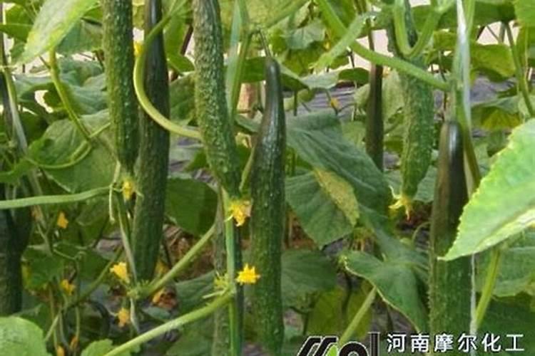 黄瓜什么时候浇水施肥