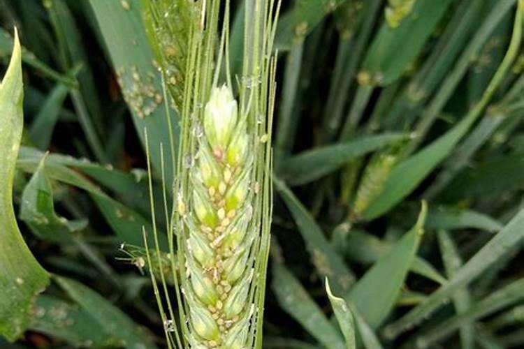 小麦打什么叶面肥高产