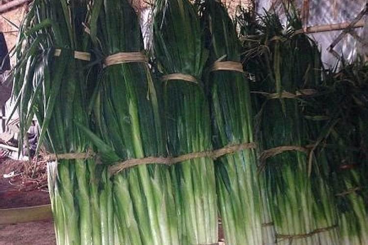大葱价钱几天翻几倍是如何回事？附大葱最新价钱行情介绍