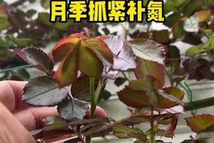 月季什么时候用氮肥