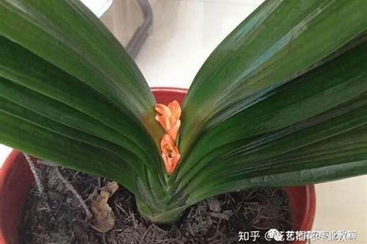 君子兰为什么夹箭以及解决办法 君子兰夹箭的原因