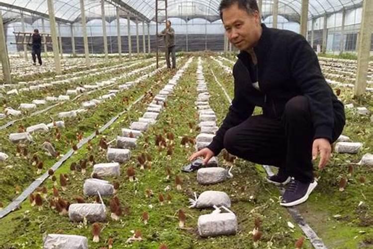 菌肥的正确使用方法