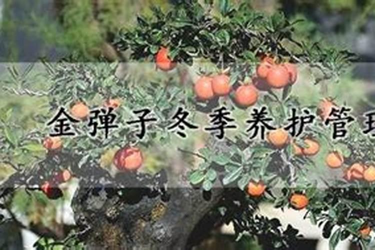 金弹子什么时候施肥