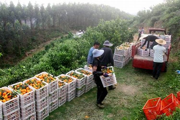 沃柑全年施肥时间表