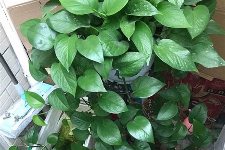 盆栽芦荟怎么施肥