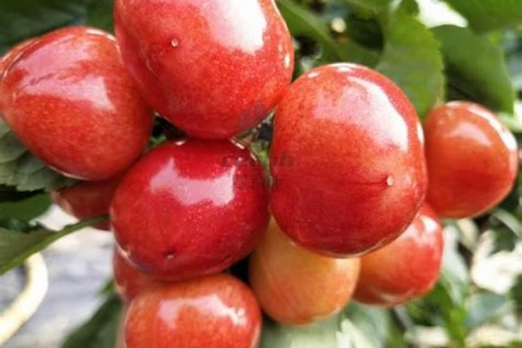 花生施肥用什么肥料