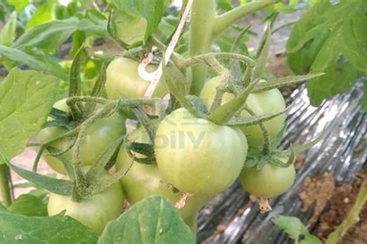 番茄用什么肥料好