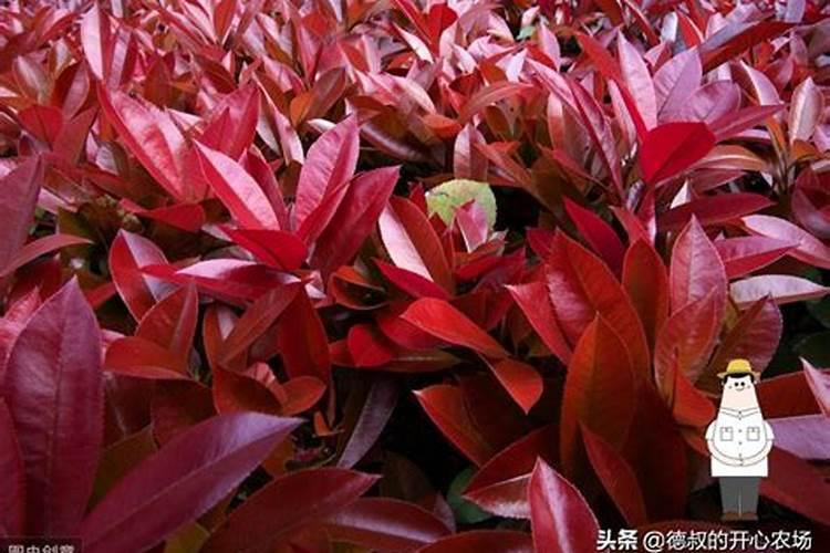 红叶石楠叶面能施磷酸二氢钾吗？