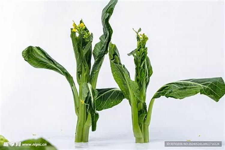 菜心怎么种才不招虫 种菜心不招虫方法