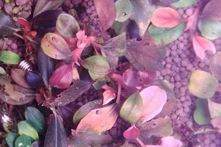 香兰叶的种植方法和注意事项 香兰叶种植方法和注意事项