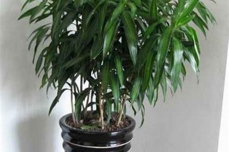 台湾大青枣蜜枣王适合在山东种植吗？
