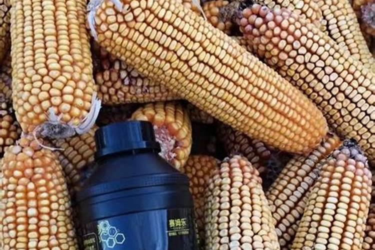 为何很多人种植玉米使用磷酸二氢钾？有哪些功效吗？