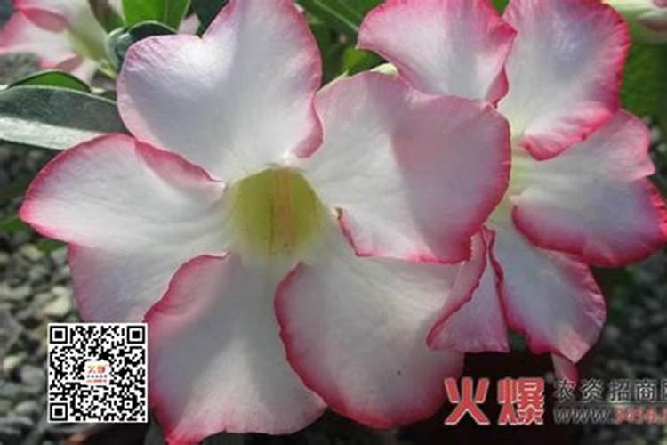松树用什么肥料最好