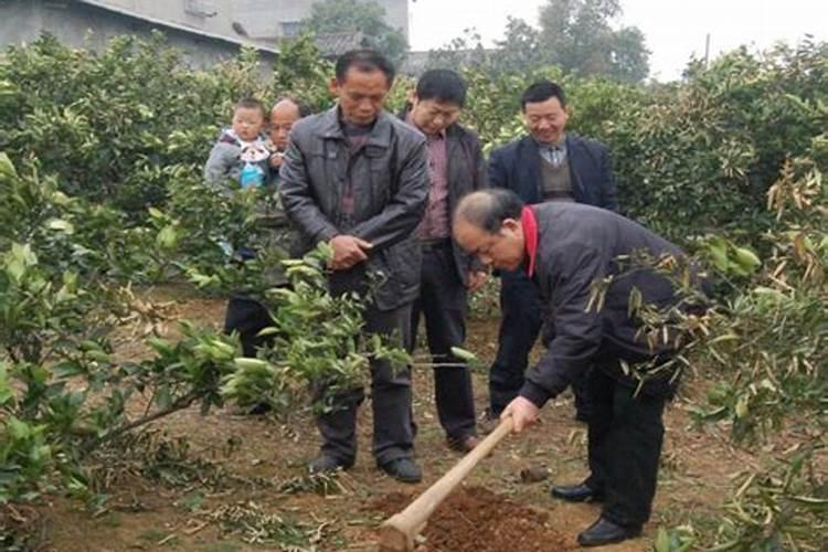 植物拓染的步骤