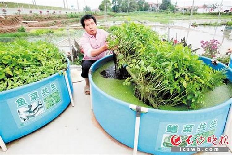 “鱼菜共生”循环系统,有鱼有菜,孩子最爱