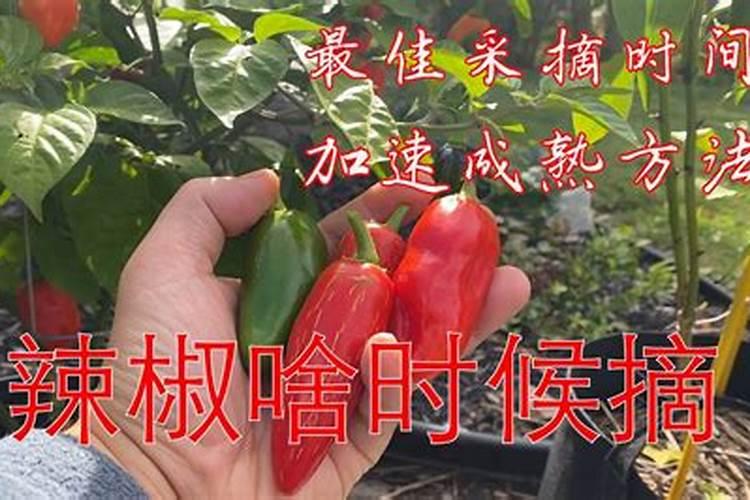 朝天椒什么时候施肥好？该如何进行施肥？