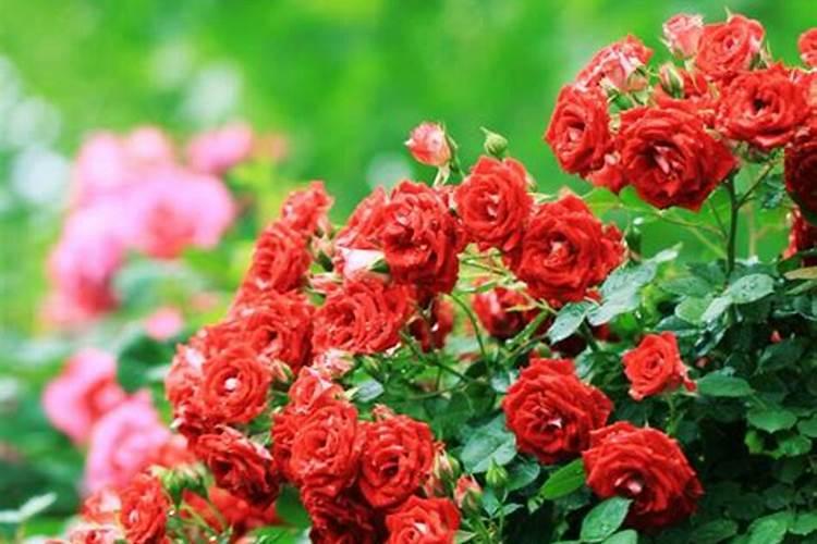 植物开花茂盛的肥料;什么肥料可以让植物快速生长