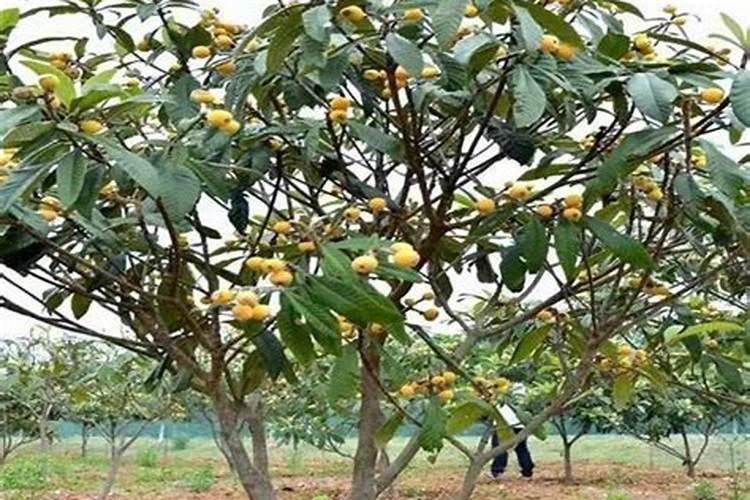 什么样的肥料适合所有花都用、什么肥料能促进开花