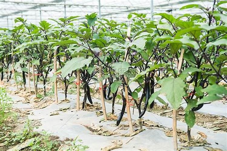 大棚茄子不同时期该如何追肥？