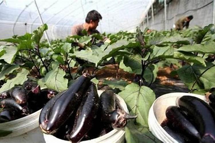 茄子什么时候施肥,茄子施肥技术