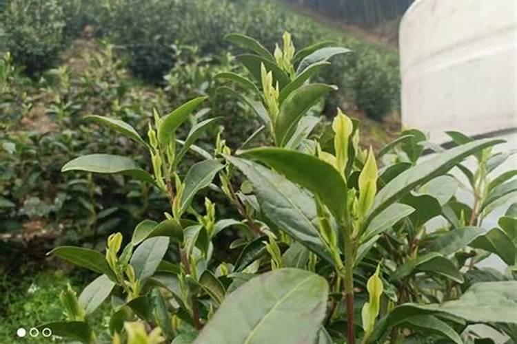 茶叶树怎么施肥
