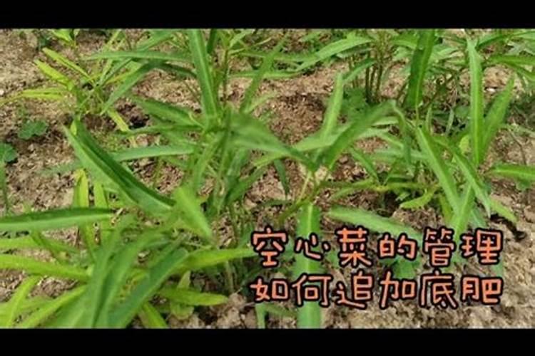 种花生可以不施底肥以后施追肥吗？为何这么说？