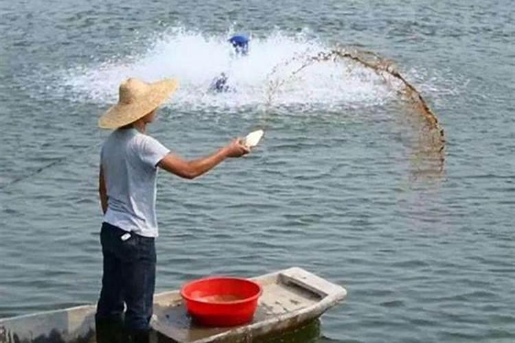 先用磷肥水多久可用尿素肥水