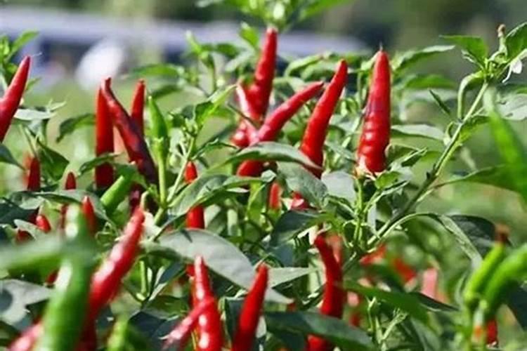 钙镁磷肥怎样用效果好 钙镁磷肥使用注意事项有哪些