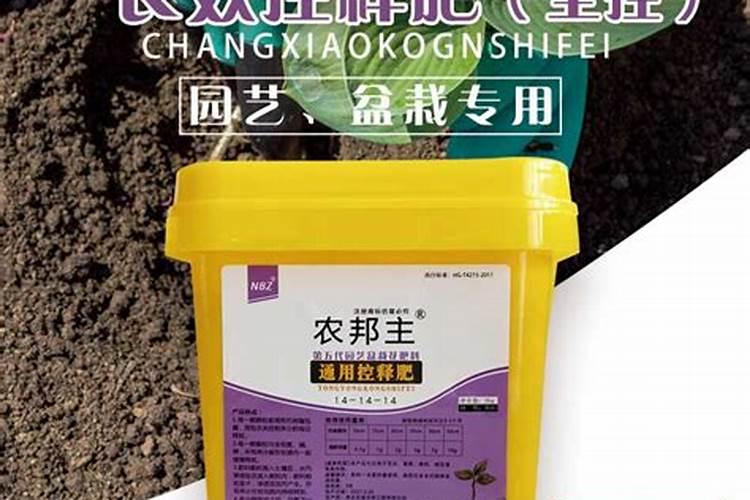 盆栽三角梅,首选这11种,色美花多,都是真正的“勤花品种”