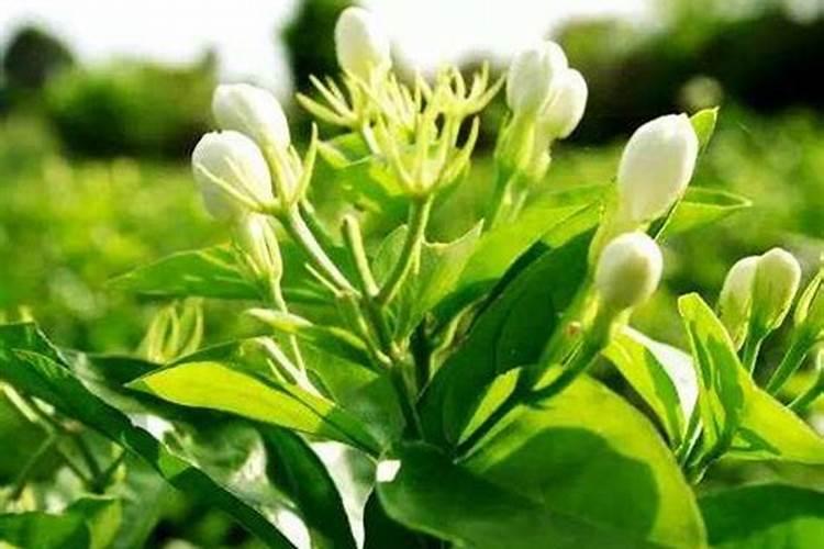茉莉花施什么肥最好 适合用什么肥料