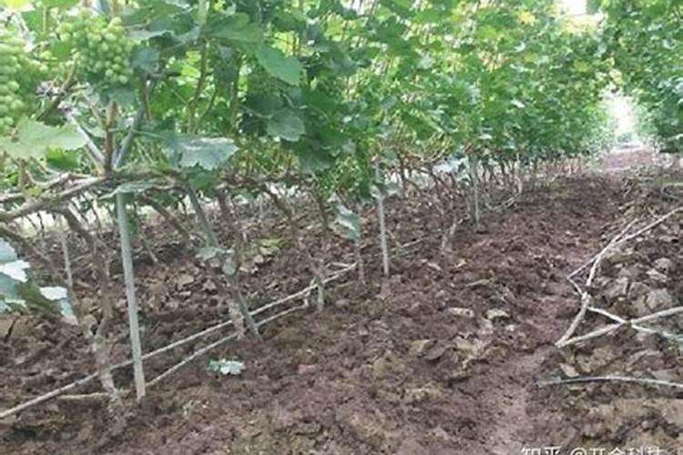 草莓施什么肥料果大