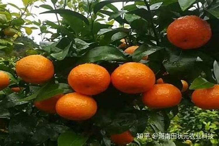 桔子树春天施什么肥料最好？