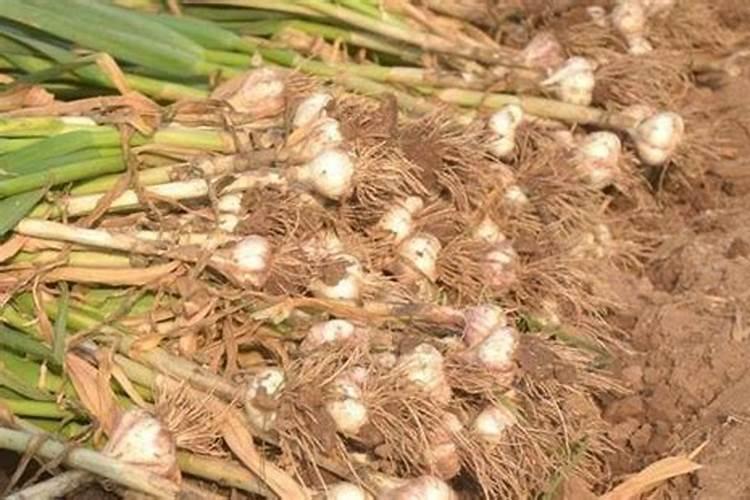 磷肥对果树的作用是什么