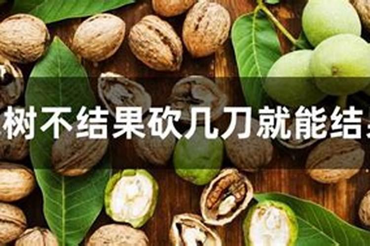 核桃树什么时候施钾肥最好
