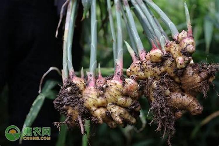 凉薯的种植时间和方法 高产栽培技术与管理措施