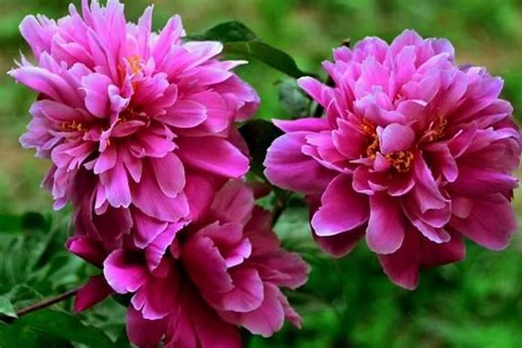 芍药花施什么肥合适