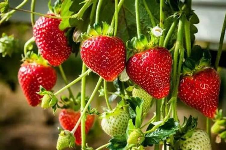 发霉的大米能做花肥吗 发霉的大米适合当花卉植物的肥料吗
