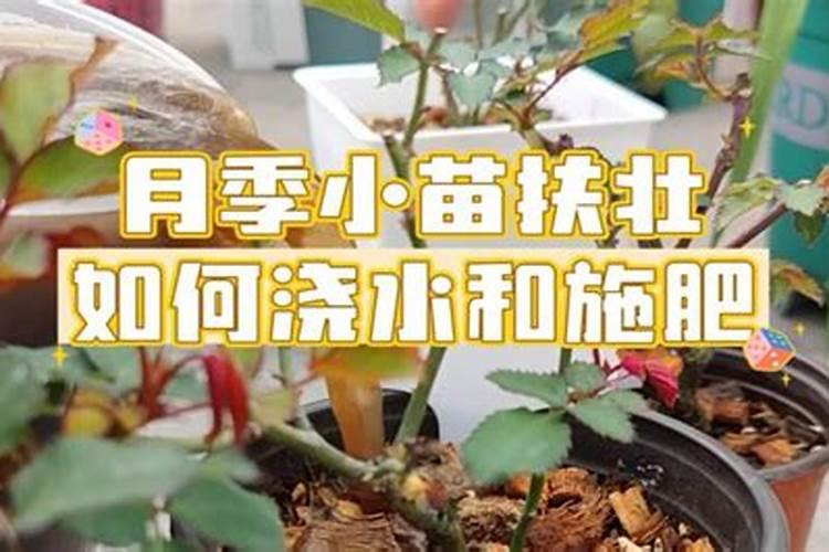 月季花施磷酸二氢钾肥料的正确用法