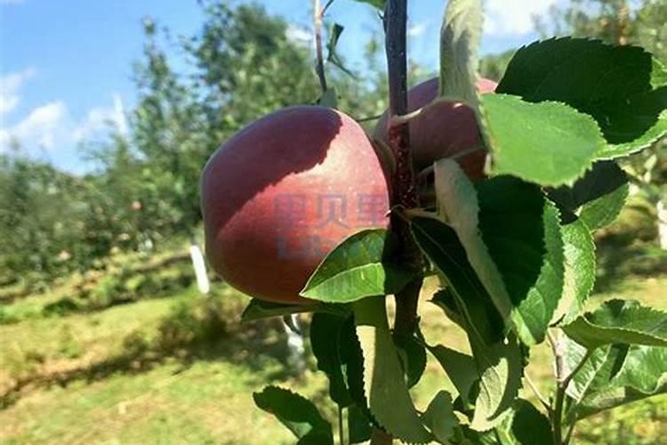 水溶肥每株苹果施多少斤