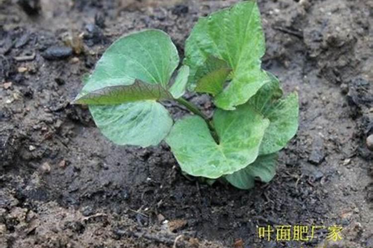 药用滑石粉的危害