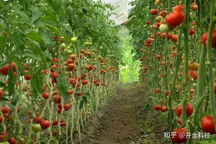 葡萄用什么配方的冲施肥