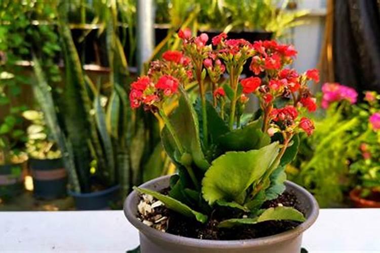 长寿仁豌豆吊线的粗细是多少？